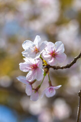 桜の花　春のイメージ