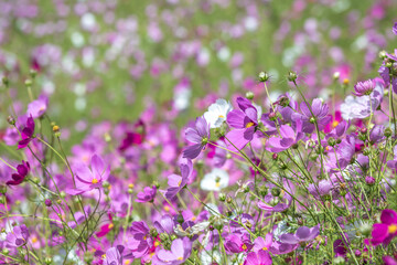 コスモス畑　秋のイメージ