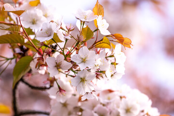 桜の花　春のイメージ