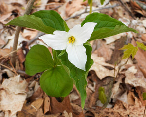 Trillium grandiflorum (Large-flowered Trillium) Native North American Springtime Woodland Wildflower
