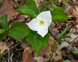 Trillium grandiflorum (Large-flowered Trillium) Native North American Springtime Woodland Wildflower