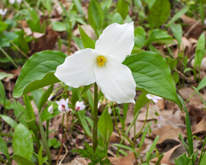 Trillium grandiflorum (Large-flowered Trillium) Native North American Springtime Woodland Wildflower