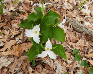 Trillium grandiflorum (Large-flowered Trillium) Native North American Springtime Woodland Wildflower