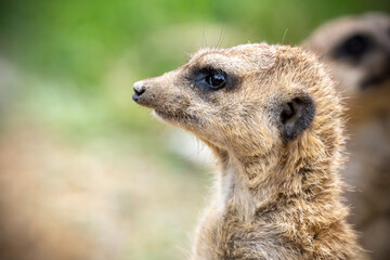 ミーアキャットのポートレート