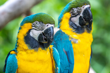 ルリコンゴウインコのポートレート