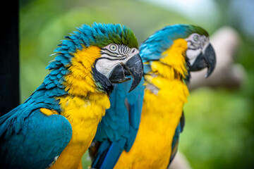 ルリコンゴウインコのポートレート