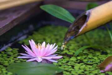 睡蓮の花と和風ビオトープ　和風イメージ