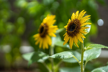 ひまわりの花　夏のイメージ