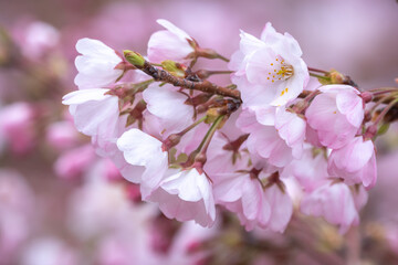 桜の花　春のイメージ