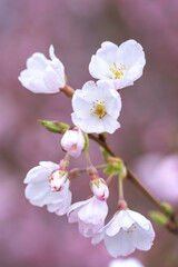 Naklejka na ściany i meble 桜の花　春のイメージ