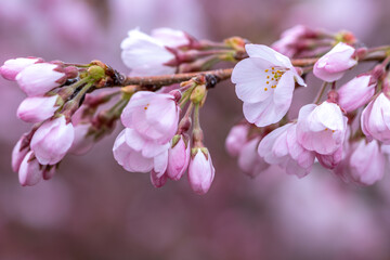 桜の花　春のイメージ