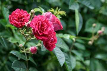 バラの花　初夏のイメージ