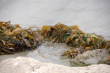Kelp on the beach after a high tide
