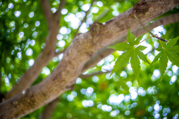 緑のもみじ　初夏のイメージ