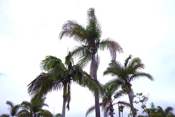 California beach palms under gray sky