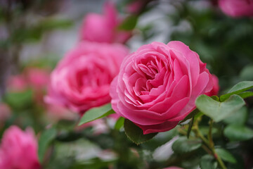 バラの花　初夏のイメージ