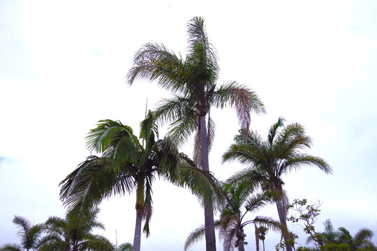 California beach palms under gray sky