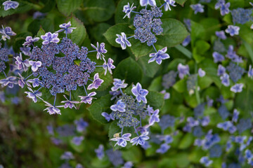 アジサイの花　初夏のイメージ　梅雨の季節