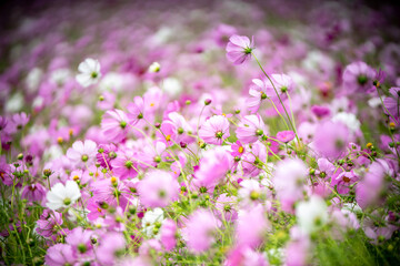 Obraz premium コスモスの花 秋のイメージ