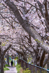 Fototapeta premium 桜の花 春のイメージ