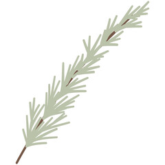 Obraz premium Rosemary Herb Branch 