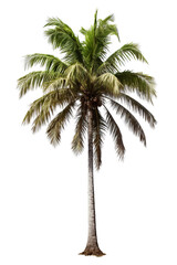 Obraz premium Image of a coconut tree on an isolated white background PNG