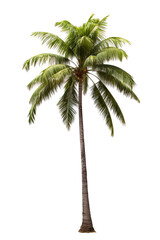 Image of a coconut tree on an isolated white background PNG