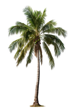 Image of a coconut tree on an isolated white background PNG