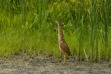 The American bittern (Botaurus lentiginosus). Young bird in the Horicon marsh