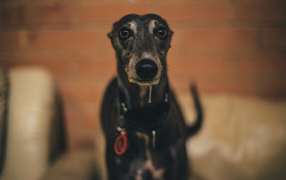 Close Up portrait of a Greyhound breed black dog with drool (saliva) hanging in its mouth.
