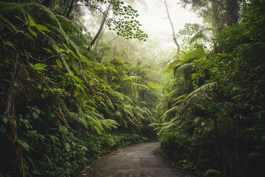  Cold Morning Fog on a Narrow Green Rainforest Road in East Java's Majestic Mountains