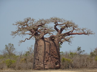 [Madagascar] Large baobab tree Fony with lots of leaves in morombe