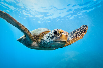 green turtle in the great barrier reef