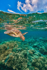 green turtle in the great barrier reef © Juanmarcos