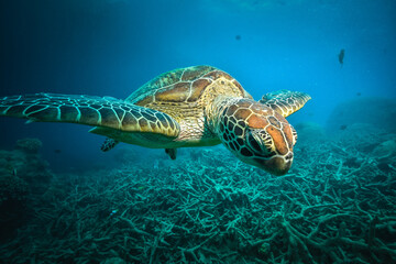 green turtle in the great barrier reef - obrazy, fototapety, plakaty