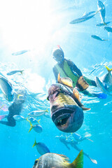 kid snorkeling in australia with a trigger fish