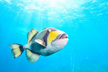 snorkeling in australia with a trigger fish