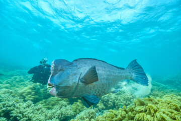 Fototapeta na wymiar bumphead parrotfish spotted in moore reef in the great barrier reef