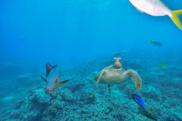green turtle in the great barrier reef
