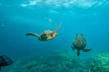 two green turtle in the great barrier reef