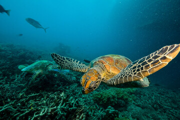 green turtle in the great barrier reef