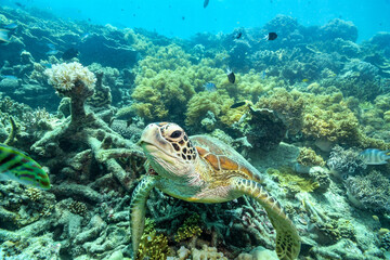 green turtle in the great barrier reef