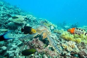Fototapeta na wymiar green turtle in the great barrier reef