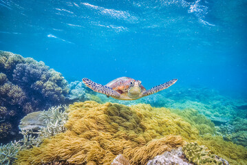 green turtle in the great barrier reef