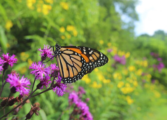 Monarch butterfly (Danaus plexippus) feeding on nectar from a purple ironweed (Veronia) flower along a walking trail in the summer. 