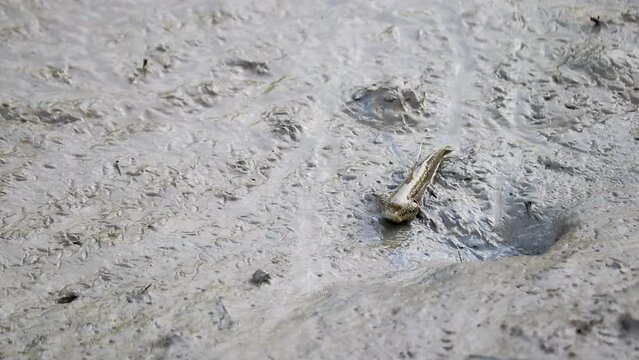 Mudskipper crawling on mud flats searching food with its baby.  This species of mudskipper is known as blue spotted mudskipper or Boleophthalmus boddarti which is amphibian fish in india.