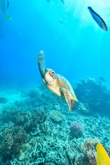 Fotobehang green turtle in the great barrier reef © Juanmarcos