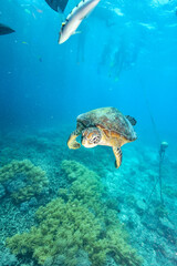 green turtle in the great barrier reef