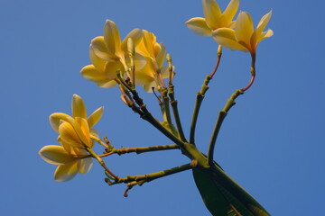 yellow bali frangipani flowers on branches. plumeria alba. kamboja Bali.