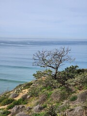 tree on the beach